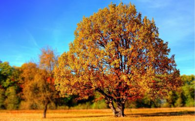 The Lenormand Card Series – Tree